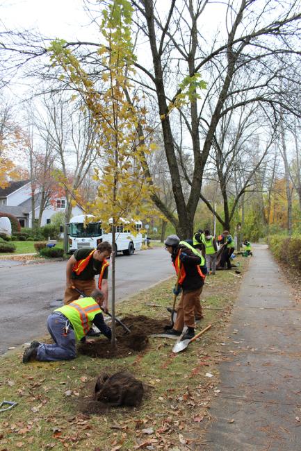 Tree planting in Burlington to prepare for the loss of ash trees due to EAB.