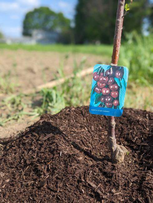 North star cherry planted