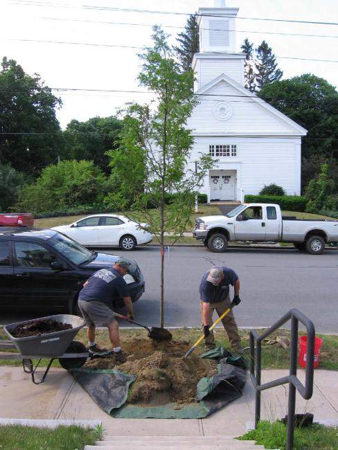 Rockingham Tree Planting