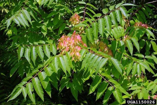 Tree of Heaven Leaves and seeds