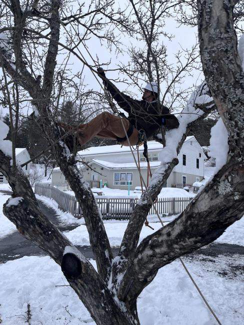 Dominick Hale climbing a tree in winter