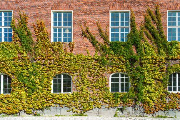 Ivy on a building