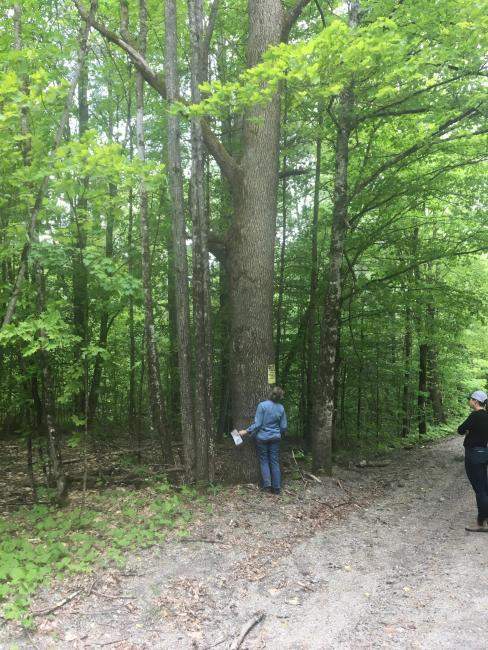 Person looking at a roadside ash tree