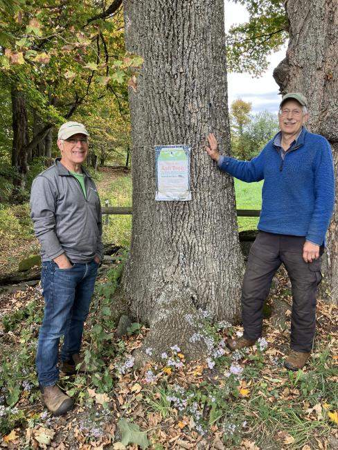 Jeff Cueto and Paul Cate of East Montpelier stand next to a white ash tree.