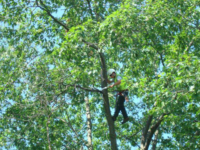 Tree Pruning 