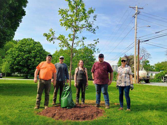tree planting