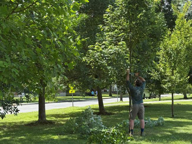 Structural pruning