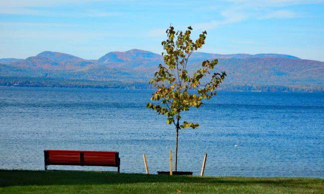 Shelburne Town Beach tree