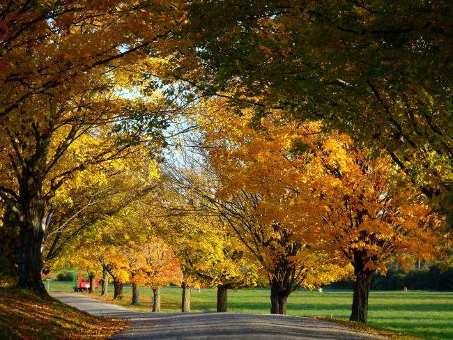 View of yellow maples on Meach Cove Farm.
