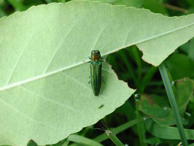 Emerald Ash borer
