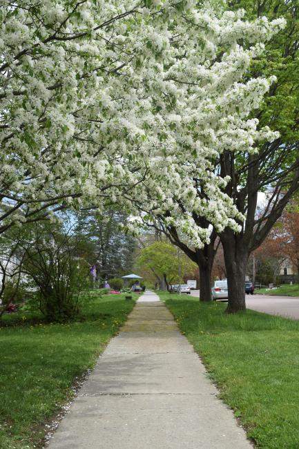 Crabapple near sidewalk in Burlington, VT