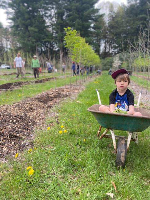 Child in wheelbarrow at a tree nursery.