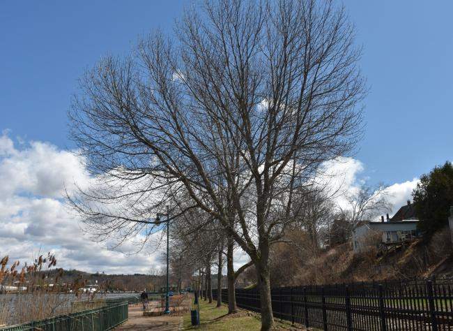 Ash trees in downtown Newport