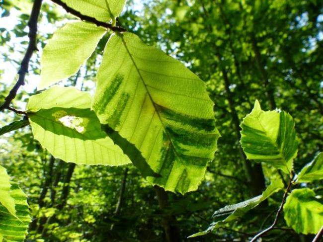 Banding on beech leaves with BLD