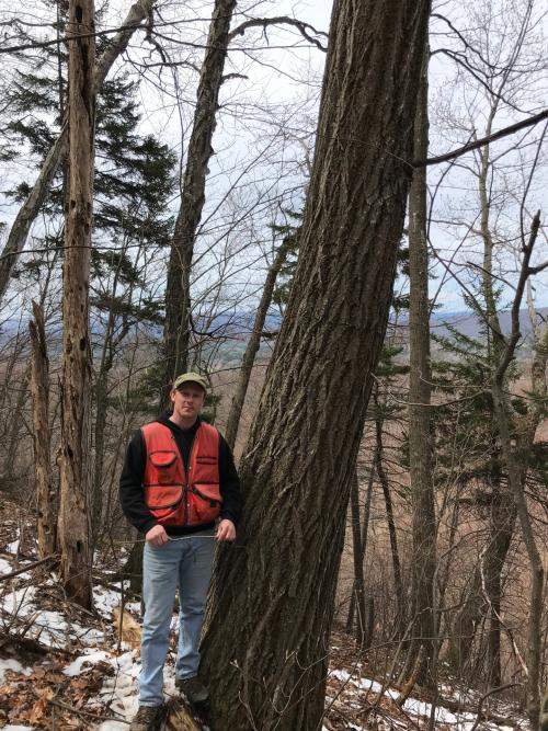 American Chestnut with Cory Creagan in Pownal