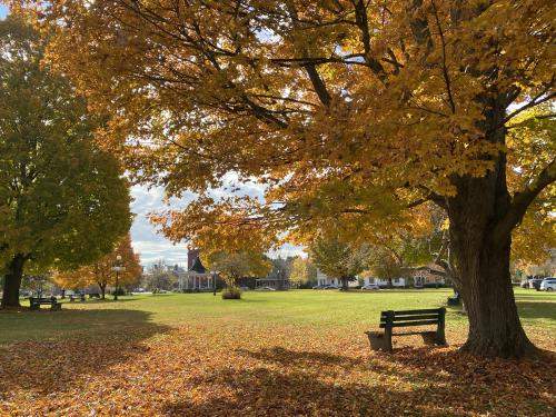 Fall maple tree with bench in park