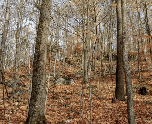 placeholder photo from VLT website