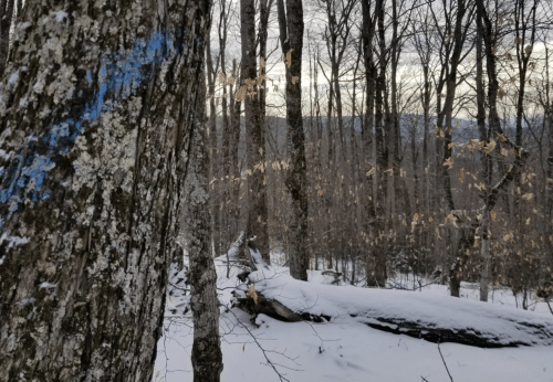 placeholder photo from VLT website