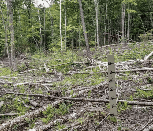 placeholder photo from VLT website