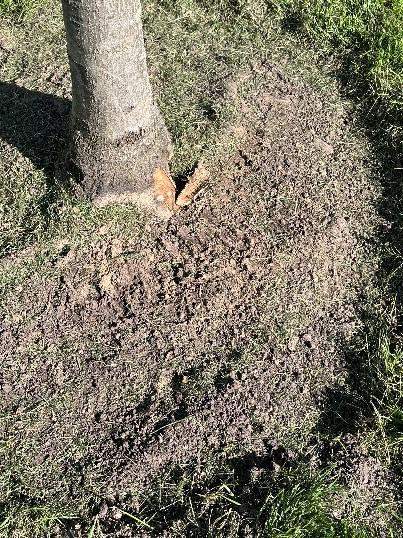 Example of mower blight