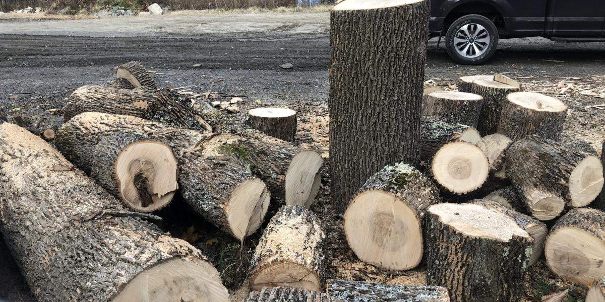 2024 Growing Urban Forests In The Face Of Emerald Ash Borer Grants   Waterbury Eab Municipal Case Study. Ash Wood 