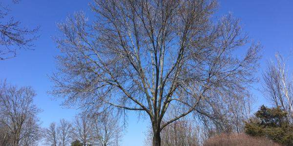 Ash tree silhouette
