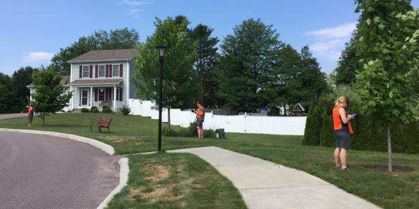 Essex Town public tree inventory