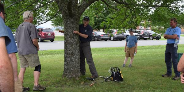 Ash tree insecticide treatment