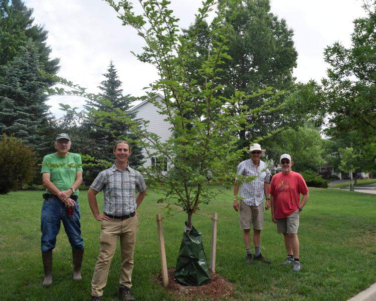 Planting trees