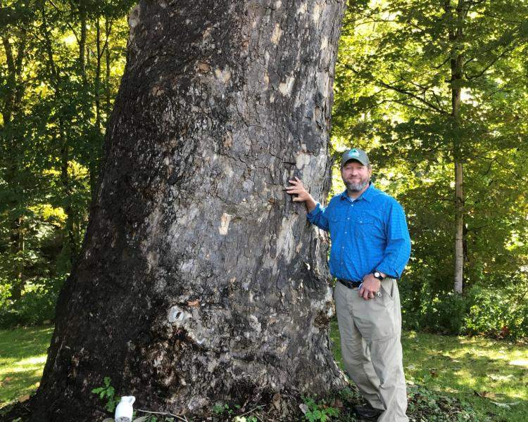 Sycamore tree in Harmonyville