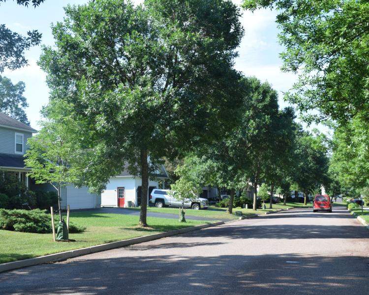  Essex Town EAB Management grant