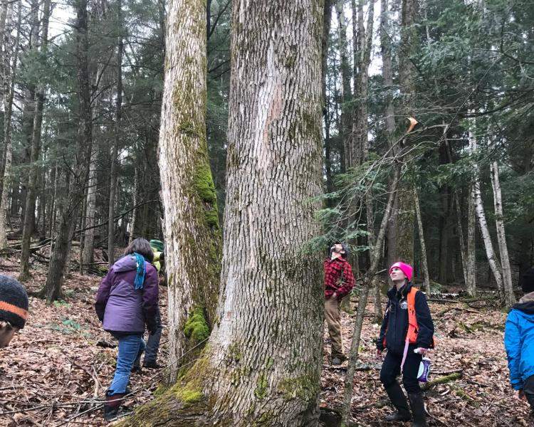 Forest pest first detectors field trip. Huntington