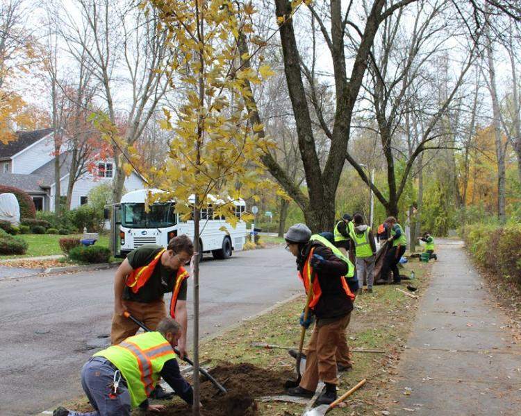 Tree planting in Burlington