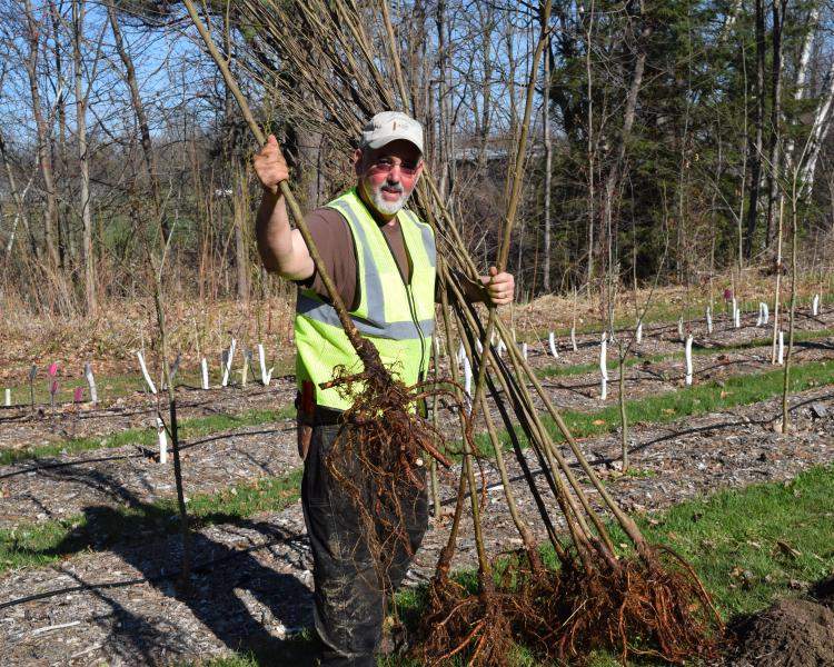 Essex Junction Tree Warden Warren Spinner