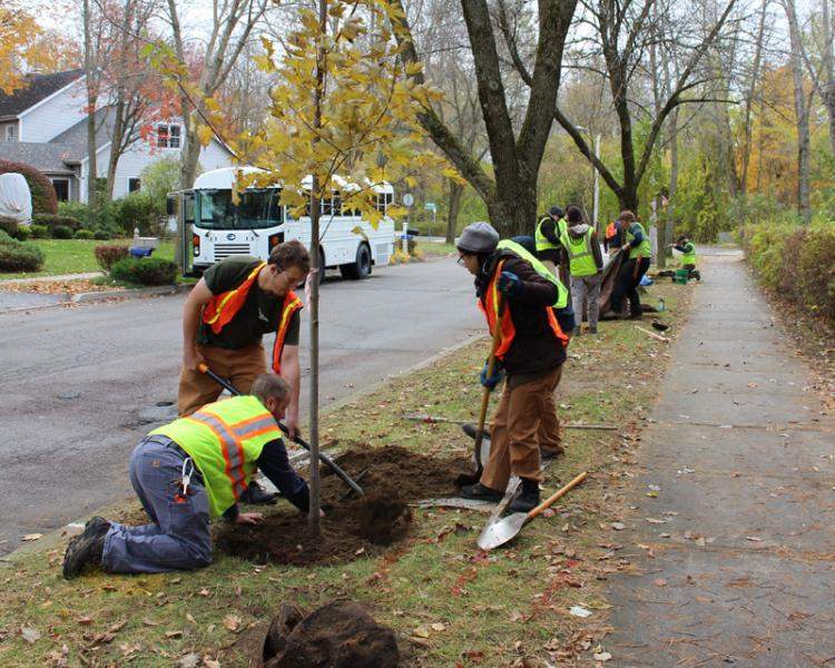 Tree planting in Burlington to prepare for the loss of ash trees due to EAB.