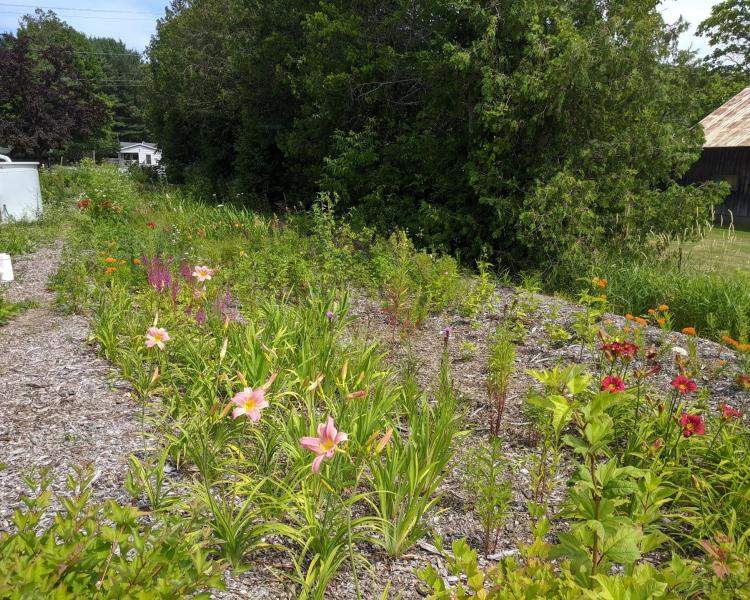 Charlotte Public Library Rain Garden