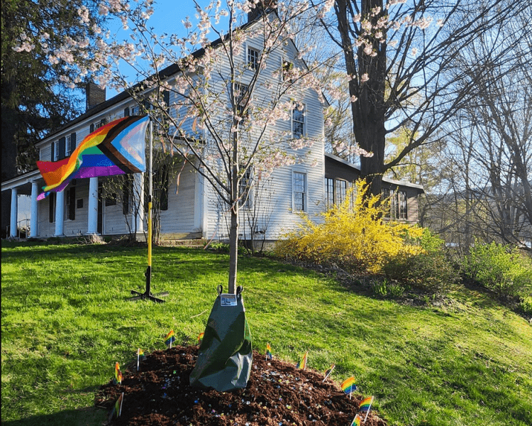 Pride tree in bloom