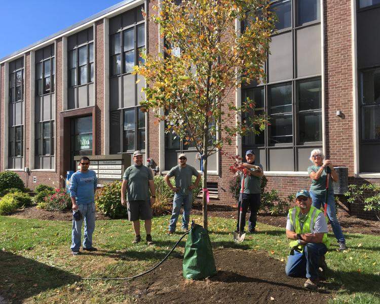 Rutland tree planting