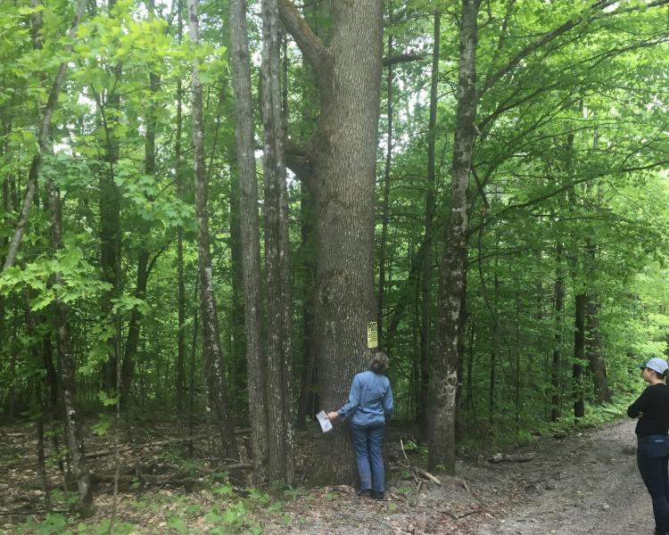 Person looking at a roadside ash tree