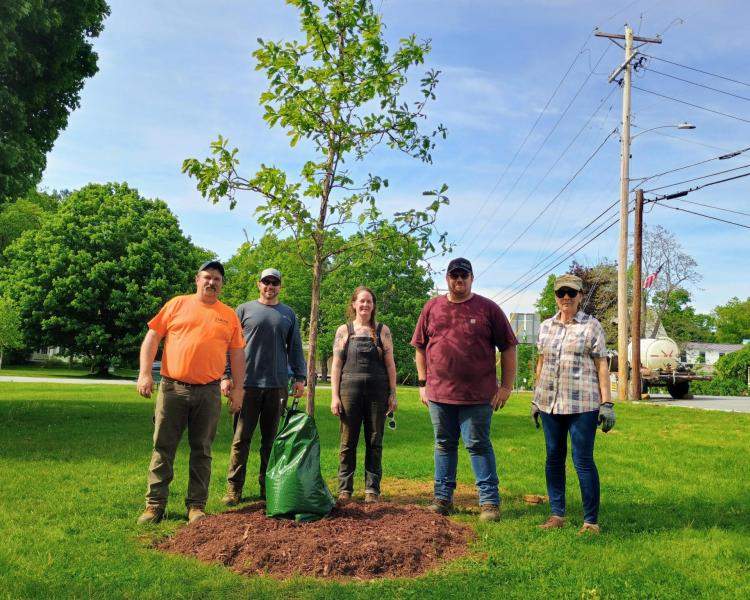 Townshend tree planting