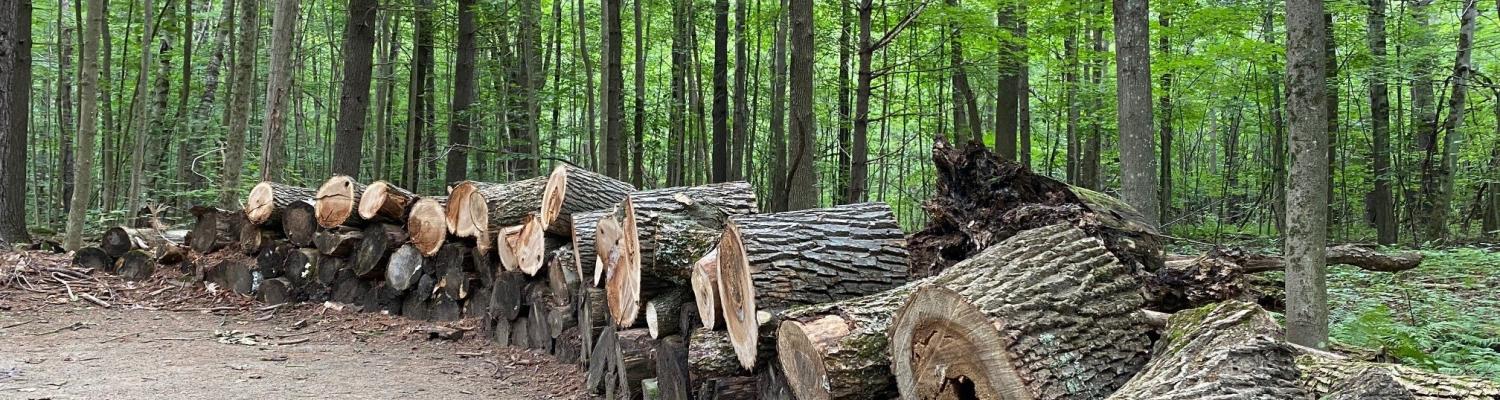 Ash logs in Niquette Bay