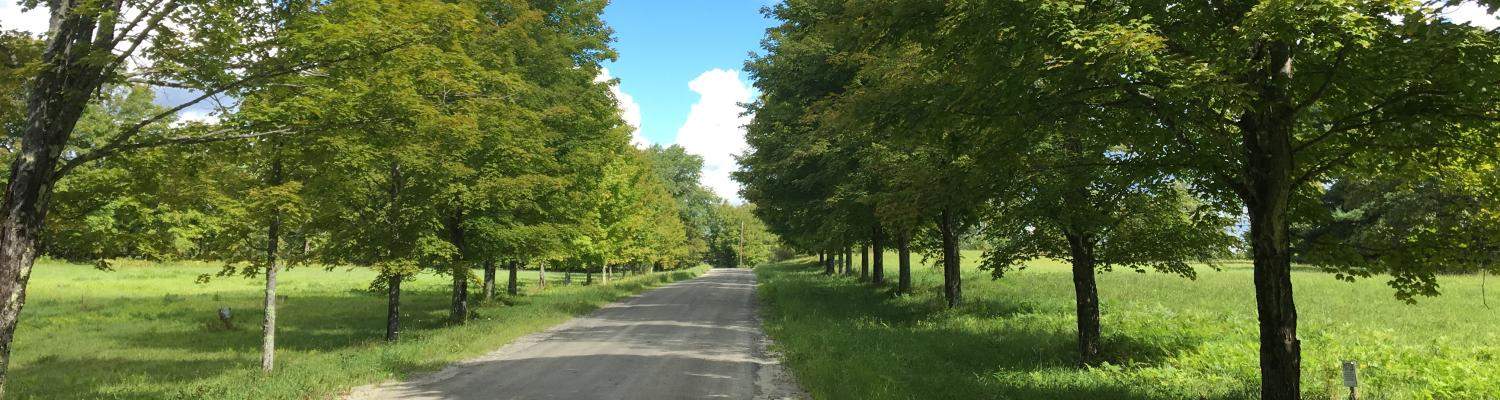 Rural road lined with trees