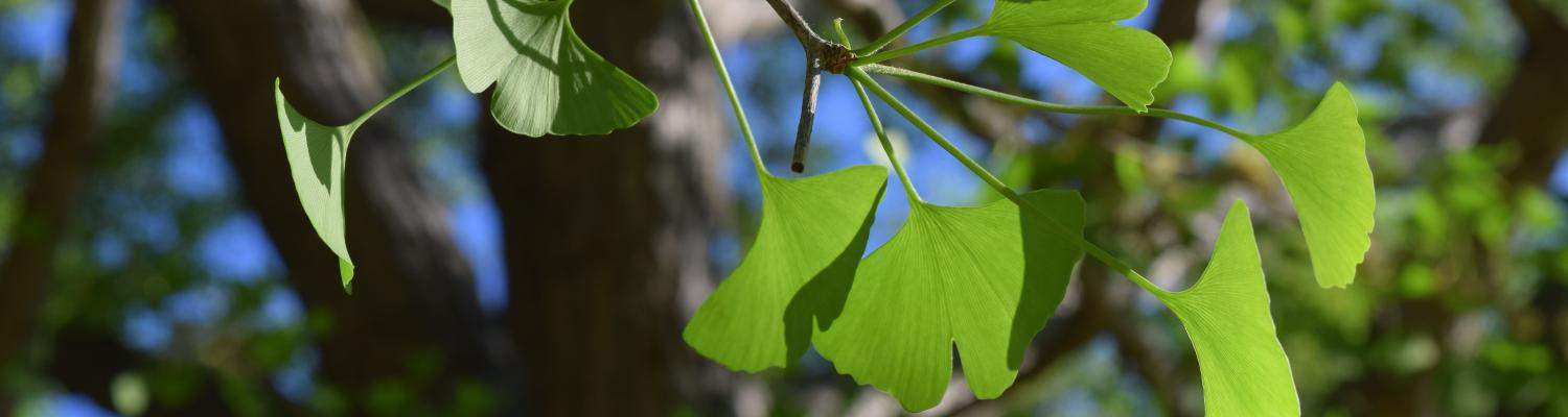summer ginko leaves