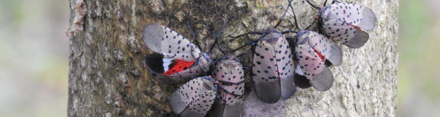Spotted lanternfly adults on tree