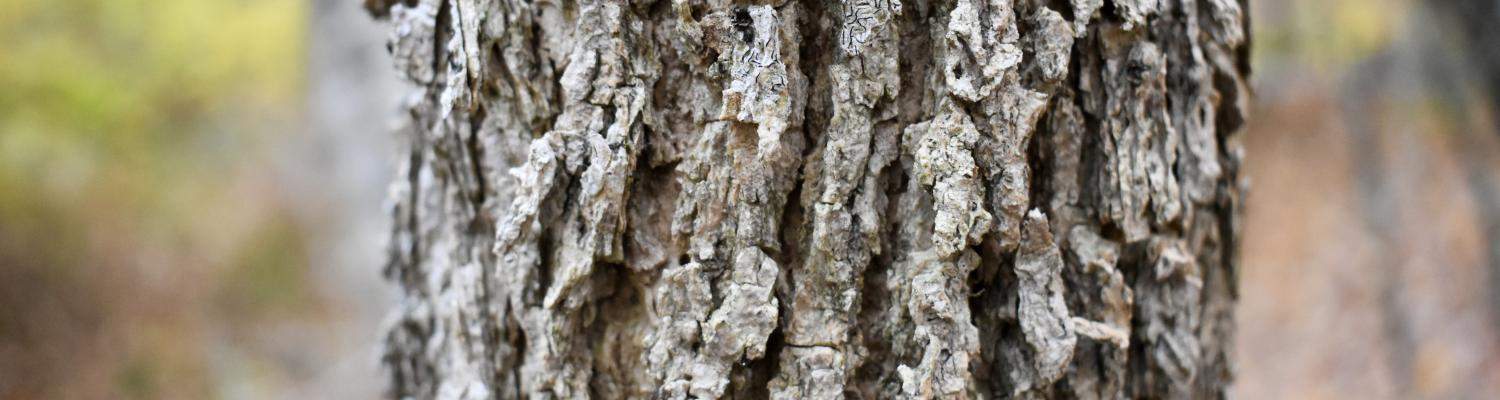 Close up of black ash bark
