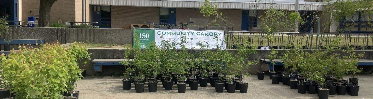 Community Canopy Trees St.Albans