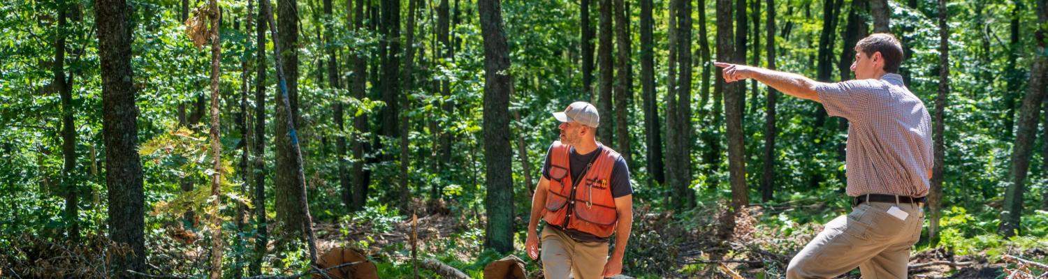 Two foresters conferring while standing in a patch cut