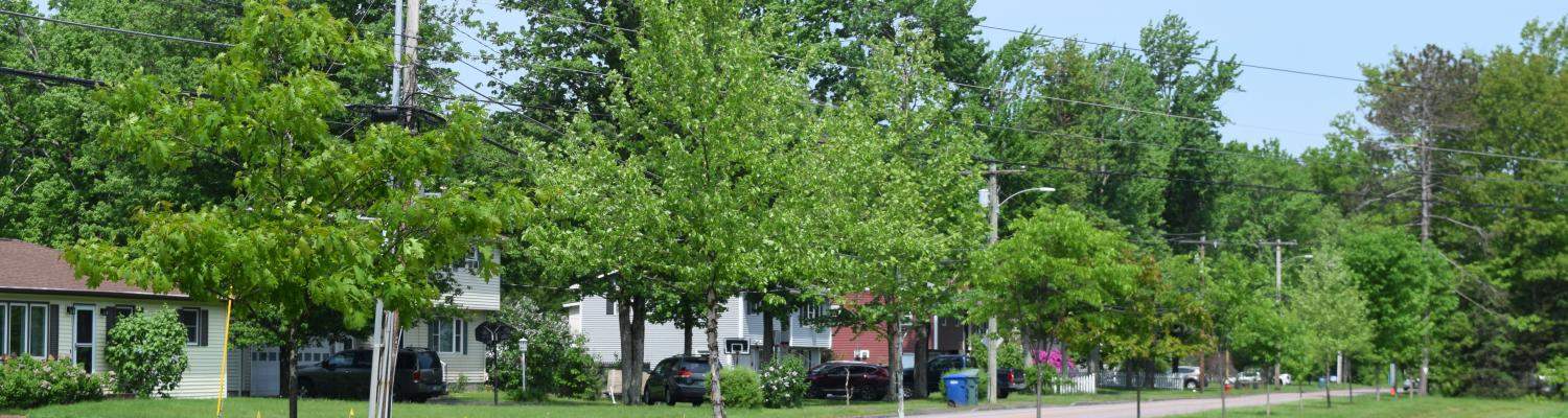 New Trees 