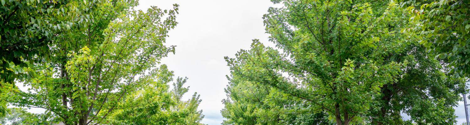 Middlebury trees